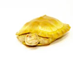 Albino Red-Eared Slider (4-5 inch) (Trachemys scripta elegans)