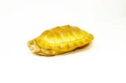 Albino Red-Eared Slider (4-5 inch) (Trachemys scripta elegans) - Image 4