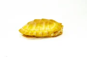 Albino Red-Eared Slider (4-5 inch) (Trachemys scripta elegans) - Image 3