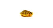 Baby Caramel Pink Albino Red Eared Slider Turtle (Trachemys elegans) - Image 2
