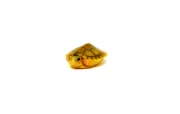 Baby Caramel Pink Albino Red Eared Slider Turtle (Trachemys elegans) - Image 3