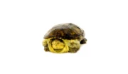 Vampire Musk Turtle (Claudius angustatus) - Image 7