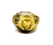 Vampire Musk Turtle (Claudius angustatus) - Image 9