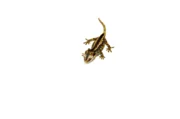 Striped Gargoyle Gecko Juvenile 1 (Rhacodactylus auriculatus) - #SGGJ1 - Image 2