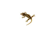 Striped Gargoyle Gecko Juvenile 1 (Rhacodactylus auriculatus) - #SGGJ1 - Image 3