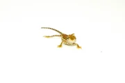 Rankins Dragon Babies (Pogona henrylawsoni)