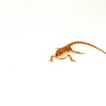 Super Red Bearded Dragon #1 (10 grams)(Pogona vitticeps)