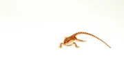 Super Red Bearded Dragon #1 (10 grams)(Pogona vitticeps)