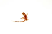 Super Red Bearded Dragon #1 (10 grams)(Pogona vitticeps) - Image 5