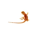 Super Red Bearded Dragon #1 (10 grams)(Pogona vitticeps) - Image 6