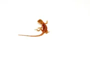 Super Red Bearded Dragon #1 (10 grams)(Pogona vitticeps) - Image 7