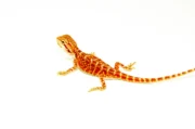 Super Red Bearded Dragon #2 (10 grams)(Pogona vitticeps) - Image 2