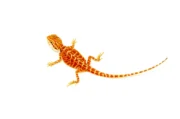 Super Red Bearded Dragon #2 (10 grams)(Pogona vitticeps) - Image 3