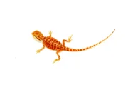 Super Red Bearded Dragon #2 (10 grams)(Pogona vitticeps) - Image 4