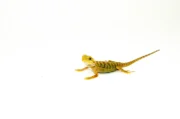 Hypo Citrus X Red Translucent Bearded Dragon #1 (15 grams)(Pogona vitticeps) - Image 3