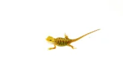 Hypo Citrus X Red Translucent Bearded Dragon #1 (15 grams)(Pogona vitticeps) - Image 4