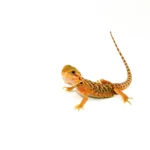 Leatherback Red Translucent Bearded Dragon #2 (15 grams)(Pogona vitticeps)