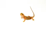 Leatherback Red Translucent Bearded Dragon #2 (15 grams)(Pogona vitticeps)