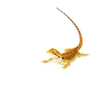 Red Dunner Bearded Dragon #1 (10 grams)(Pogona vitticeps)