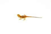 Red Dunner Bearded Dragon #1 (10 grams)(Pogona vitticeps) - Image 4