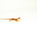 Red Dunner Bearded Dragon #4 (10 grams)(Pogona vitticeps)