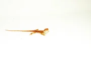 Red Dunner Bearded Dragon #4 (10 grams)(Pogona vitticeps)