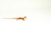 Red Dunner Bearded Dragon #4 (10 grams)(Pogona vitticeps) - Image 2
