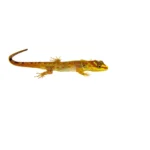 Suriname Dwarf Rainforest Gecko (Gonatodes humeralis)