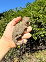 Gargoyle Gecko Adult Female #1 (Rhacodactylus auriculatus) - Image 2