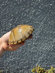 Razor backed Musk Turtle CB Adult Trio #1 (Sternotherus carinatus) - Image 3