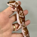 White Out Oreo Zulu African Fat Tailed Gecko Adult Female #1 (Hemitheconyx caudicinctus)