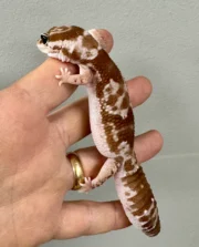 White Out Oreo Zulu African Fat Tailed Gecko Adult Female #1 (Hemitheconyx caudicinctus)