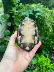 African Mud Turtle Adults (Pelusios castaneus) - Image 2