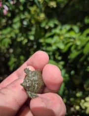 Chinese Softshell Turtle Babies (Pelodiscus sinensis) - Image 4