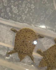 Chinese Softshell Turtle Babies (Pelodiscus sinensis) - Image 3