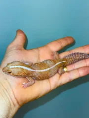 Albino Tangerine Stripe African Fat Tailed Gecko Adults (Hemitheconyx caudicinctus) - Image 3