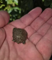 Chinese Softshell Turtle Babies (Pelodiscus sinensis) - Image 6
