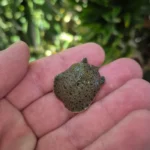 Chinese Softshell Turtle Babies (Pelodiscus sinensis)