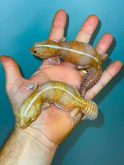 Albino Tangerine Stripe African Fat Tailed Gecko Adults (Hemitheconyx caudicinctus) - Image 2