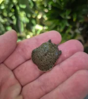 Chinese Softshell Turtle Babies (Pelodiscus sinensis) - Image 2