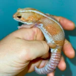 Albino Tangerine Stripe African Fat Tailed Gecko Adults (Hemitheconyx caudicinctus)