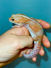 Albino Tangerine Stripe African Fat Tailed Gecko Adults (Hemitheconyx caudicinctus)
