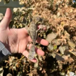 Henkel's Leaf Tailed Gecko Female (Uroplatus henkeli)