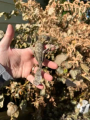 Henkel's Leaf Tailed Gecko Female (Uroplatus henkeli)