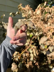 Henkel's Leaf Tailed Gecko Female (Uroplatus henkeli) - Image 6