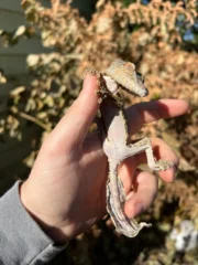 Henkel's Leaf Tailed Gecko Female (Uroplatus henkeli) - Image 4
