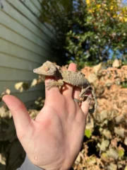 Henkel's Leaf Tailed Gecko Female (Uroplatus henkeli) - Image 3
