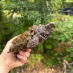 Alligator Snapping Turtle Juvenile #2505 (Macrochelys temminckii)