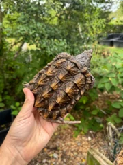 Alligator Snapping Turtle Juvenile #2505 (Macrochelys temminckii) - Image 2