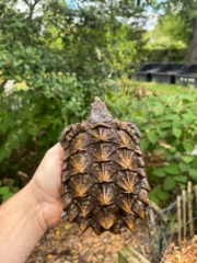 Alligator Snapping Turtle Juvenile #2505 (Macrochelys temminckii) - Image 5